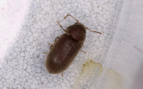 Stegobium paniceum